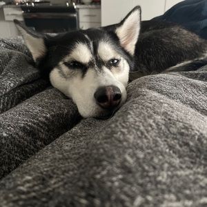 Meet your Posher, Cameron